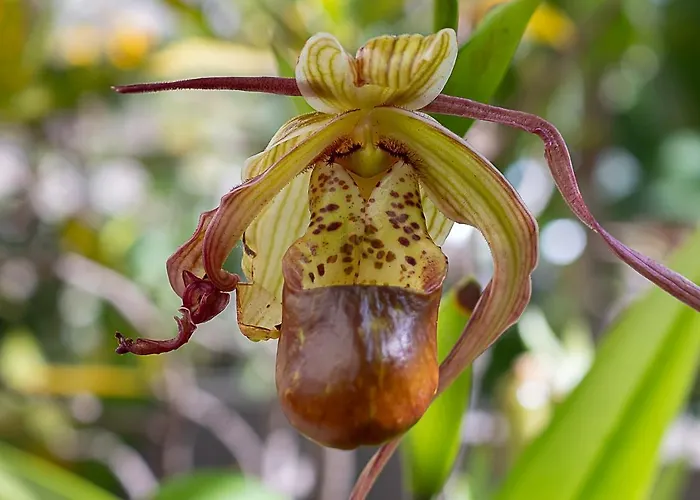 Traditional Madeira House Garden, Terrace & Bbq *