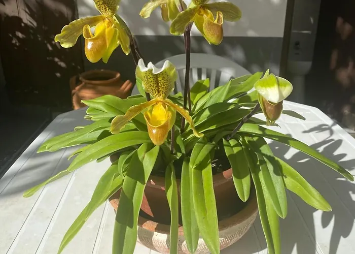 Traditional Madeira House Garden, Terrace & Bbq Ribeira Brava