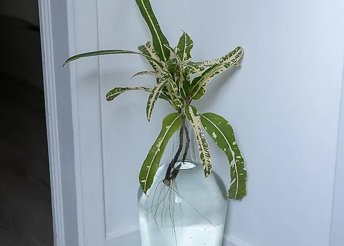 Casa vacanze Traditional Madeira House Garden, Terrace & Bbq