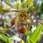 Traditional Madeira House Garden, Terrace & Bbq *
