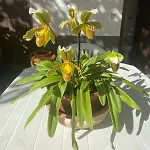 Traditional Madeira House Garden, Terrace & Bbq Ribeira Brava