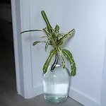 Casa vacanze Traditional Madeira House Garden, Terrace & Bbq