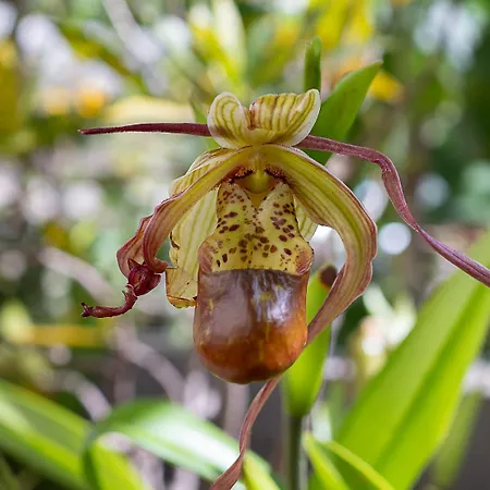Traditional Madeira House Garden, Terrace & Bbq *
